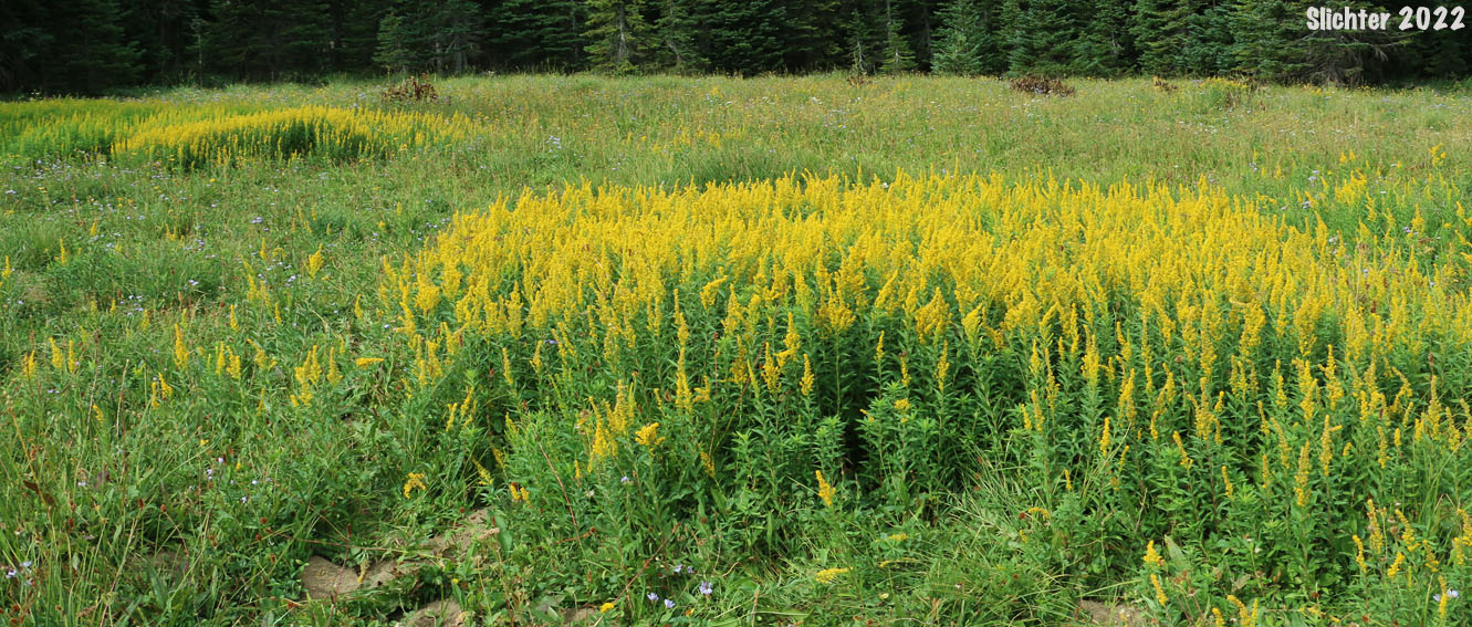 Narrow Goldenrod, West Coast Goldenrod: Solidago elongata (Synonyms: Solidago canadensis ssp. elongata, Solidago canadensis var. elongata, Solidago canadensis var. salebrosa, Solidago lepida)
