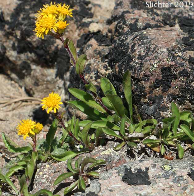 Northern Goldenrod, Rocky Mountain Goldenrod: Solidago multiradiata (Synonyms: Solidago multiradiata ssp. scopulorum, Solidago multiradiata var. scopulorum)