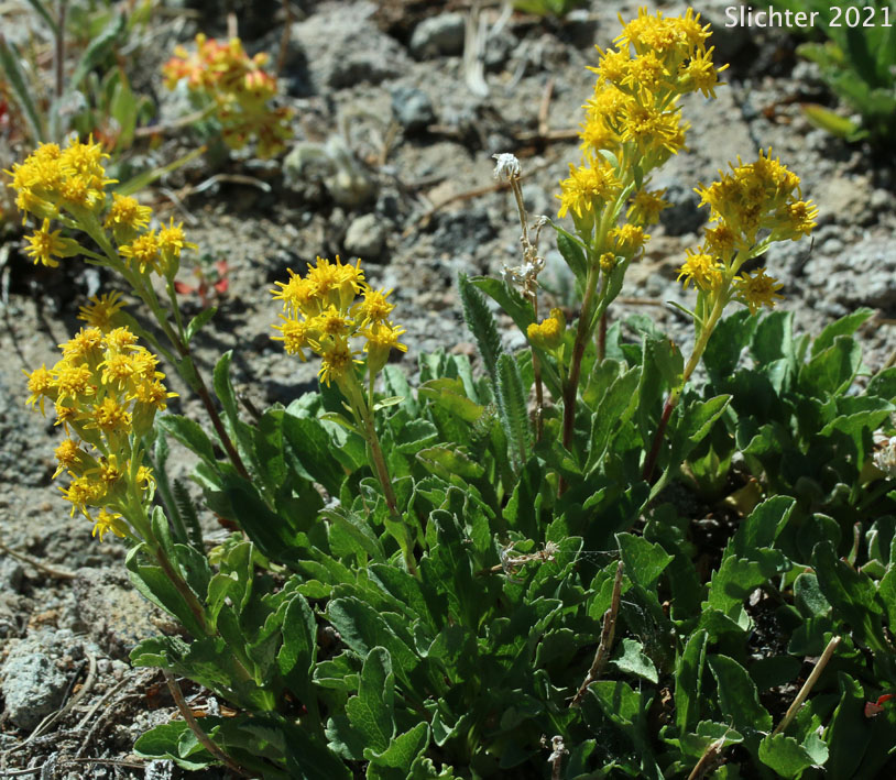 Alpine Goldenrod, Dune Goldenrod, Dwarf Goldenrod, Sticky Goldenrod, Spikelike Goldenrod: Solidago simplex var. nana (Synonyms: Solidago decumbens, Solidago simplex ssp. simplex var. nana, Solidago spathulata var. nana)