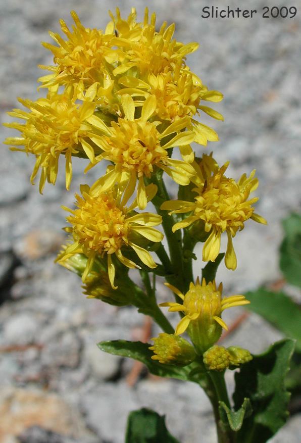 Alpine Goldenrod, Dune Goldenrod, Dwarf Goldenrod: Solidago simplex var. nana (Synonyms: Solidago decumbens, Solidago simplex ssp. simplex var. nana, Solidago spathulata var. nana)