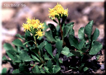 Alpine Goldenrod, Dune Goldenrod, Dwarf Goldenrod: Solidago simplex var. nana (Synonyms: Solidago decumbens, Solidago simplex ssp. simplex var. nana, Solidago spathulata var. nana)