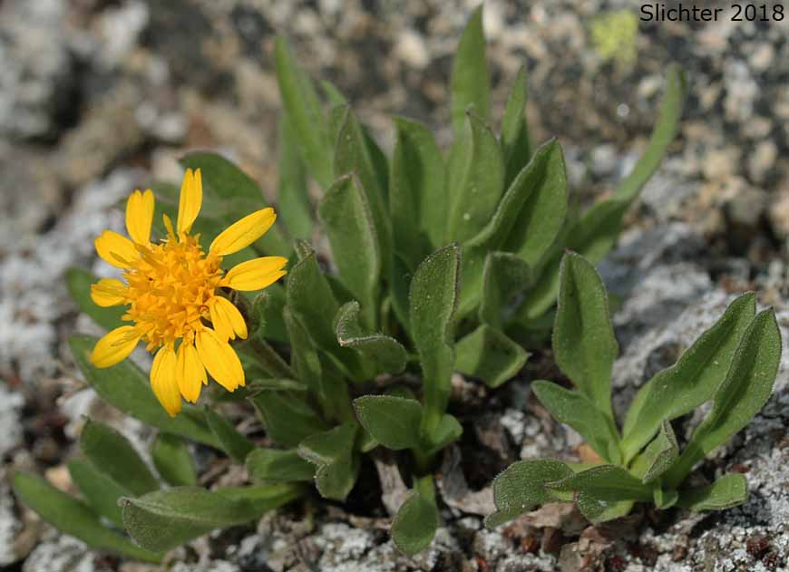 Lyall's Goldenweed, Lyall's Serpentweed: Tonestus lyallii (Synonym: Haplopappus lyallii)