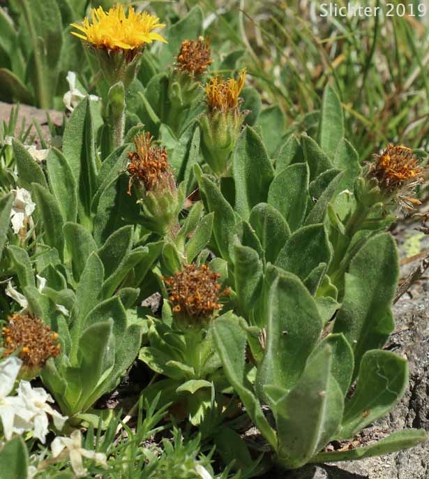 Lyall's Goldenweed, Lyall's Serpentweed: Tonestus lyallii (Synonym: Haplopappus lyallii)