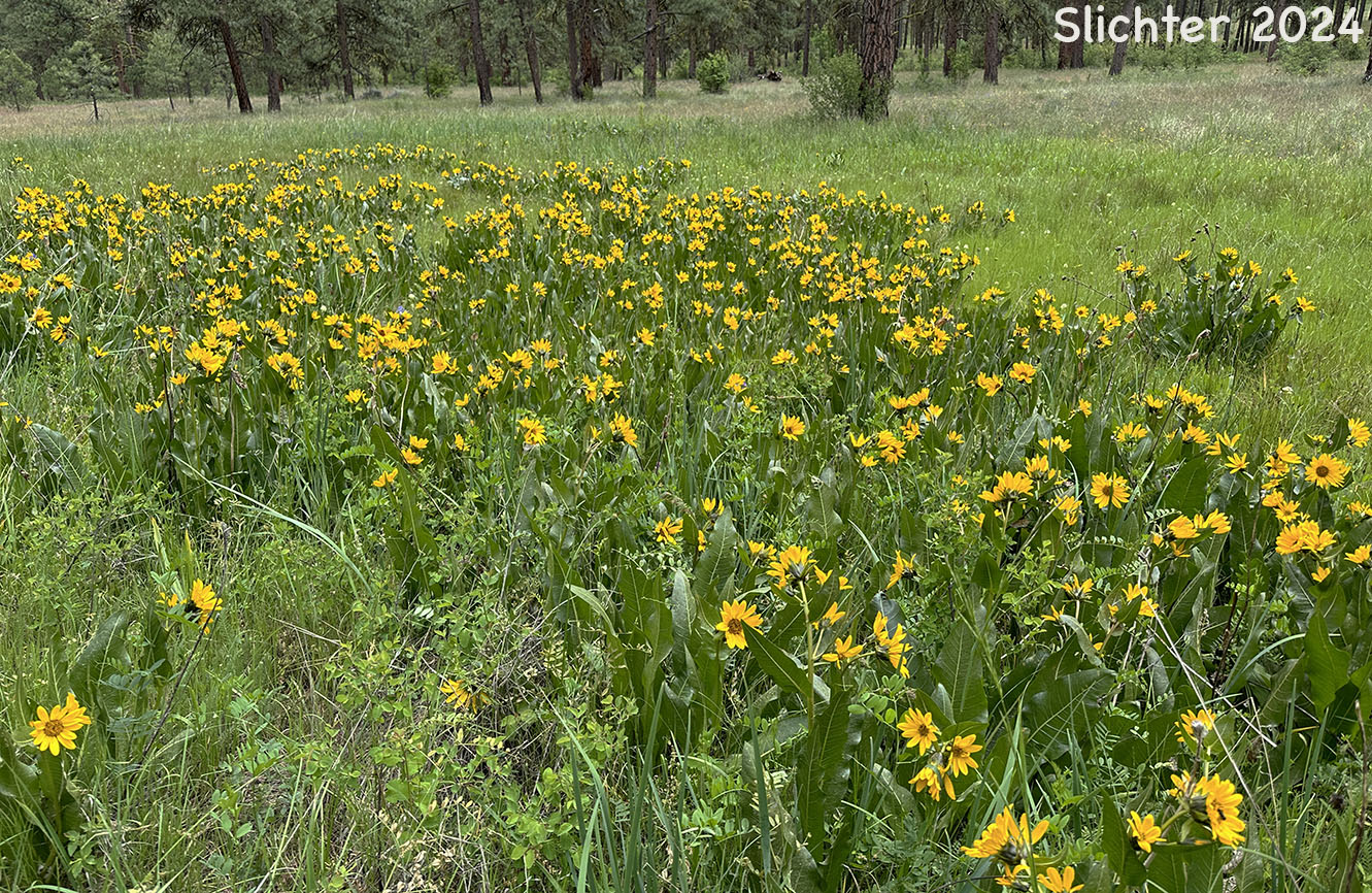 Northern Wyethia, Northern Mule's-ears, Smooth Dwarf Sunflower: Wyethia amplexicaulis