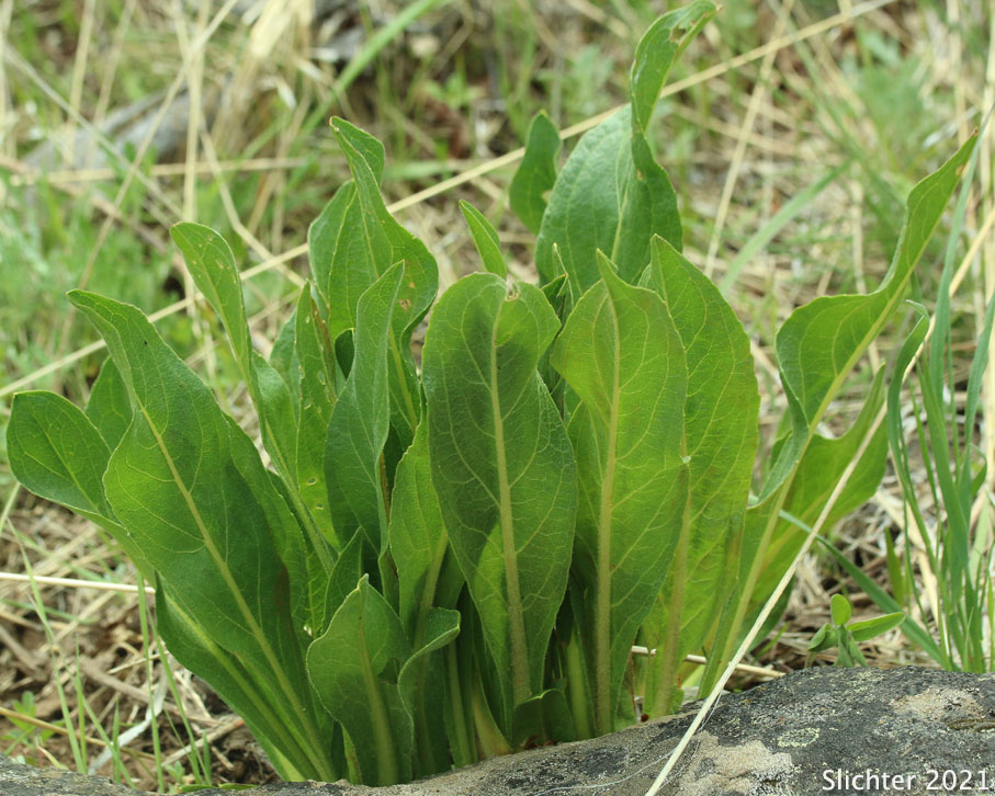 California Compass-plant, Narrowleaf Wyethia, Narrow-leaved Mule's Ears: Wyethia angustifolia (Synonyms: Alarconia angustifolia, Wyethia angustifolia var. angustifolia, Wyethia angustifolia var. foliosa)