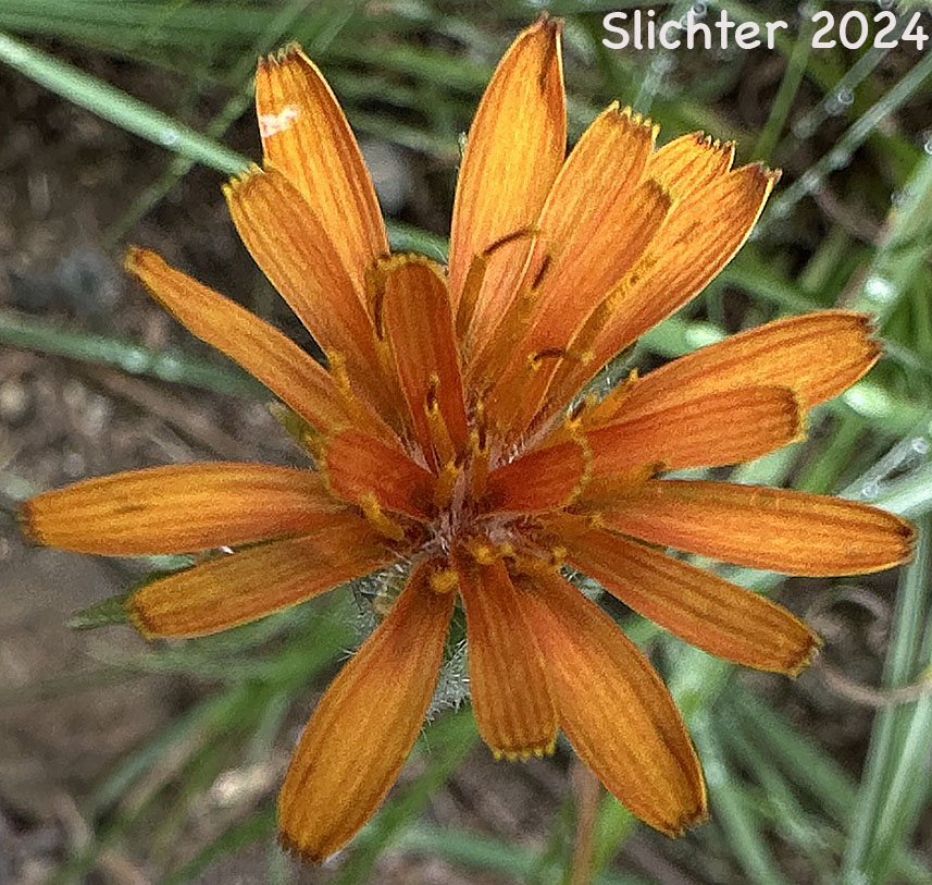 Flower head of Orange Agoseris, Slender Agoseris: Agoseris aurantiaca var. aurantiaca (Synonyms: Agoseris angustissima, Agoseris arachnoidea, Agoseris aurantiaca ssp. aurantiaca, Agoseris gracilens, Agoseris graminifolia, Agoseris greenei, Agoseris howellii, Agoseris nana, Agoseris prionophylla, Agoseris rostrata, Agoseris subalpina, Agoseris vulcanica, Troximon aurantiacum)