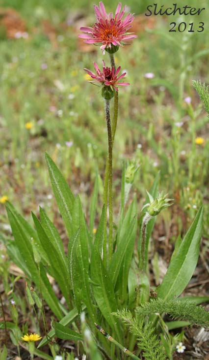Pink Agoseris: Agoseris aurantiaca var. carnea (Synonym: Agoseris lackschewitzii)