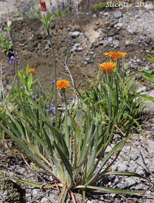 Orange Agoseris, Slender Agoseris: Agoseris aurantiaca var. aurantiaca (Synonyms: Agoseris angustissima, Agoseris arachnoidea, Agoseris aurantiaca ssp. aurantiaca, Agoseris gracilens, Agoseris graminifolia, Agoseris greenei, Agoseris howellii, Agoseris nana, Agoseris prionophylla, Agoseris rostrata, Agoseris subalpina, Agoseris vulcanica, Troximon aurantiacum)