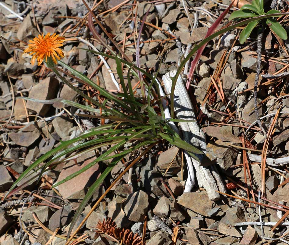 Orange Agoseris, Slender Agoseris: Agoseris aurantiaca var. aurantiaca (Synonyms: Agoseris angustissima, Agoseris arachnoidea, Agoseris aurantiaca ssp. aurantiaca, Agoseris gracilens, Agoseris graminifolia, Agoseris greenei, Agoseris howellii, Agoseris nana, Agoseris prionophylla, Agoseris rostrata, Agoseris subalpina, Agoseris vulcanica, Troximon aurantiacum)