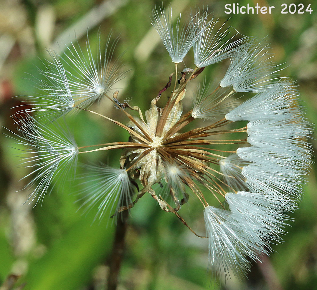 Seed head of Pink Agoseris: Agoseris aurantiaca var. carnea (Synonym: Agoseris lackschewitzii)