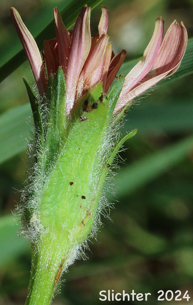 Involucral bracts of Pink Agoseris: Agoseris aurantiaca var. carnea (Synonym: Agoseris lackschewitzii)