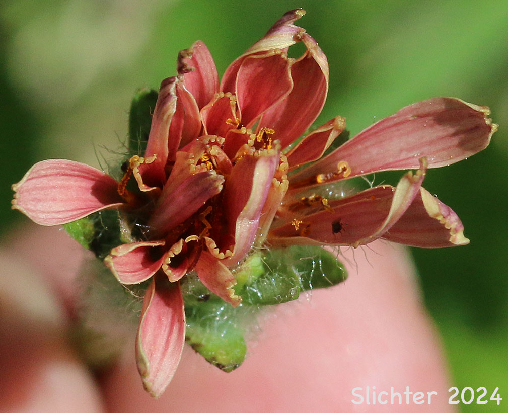 Pink Agoseris: Agoseris aurantiaca var. carnea (Synonym: Agoseris lackschewitzii)