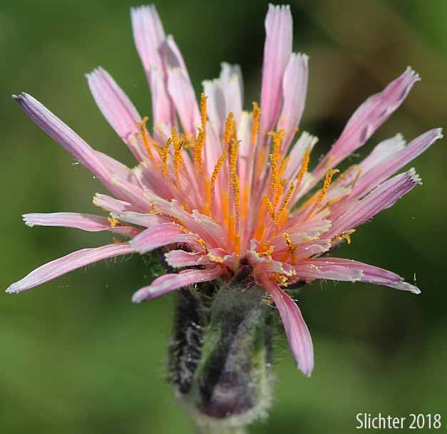Inflorescence of Pink Agoseris: Agoseris aurantiaca var. carnea (Synonym: Agoseris lackschewitzii)