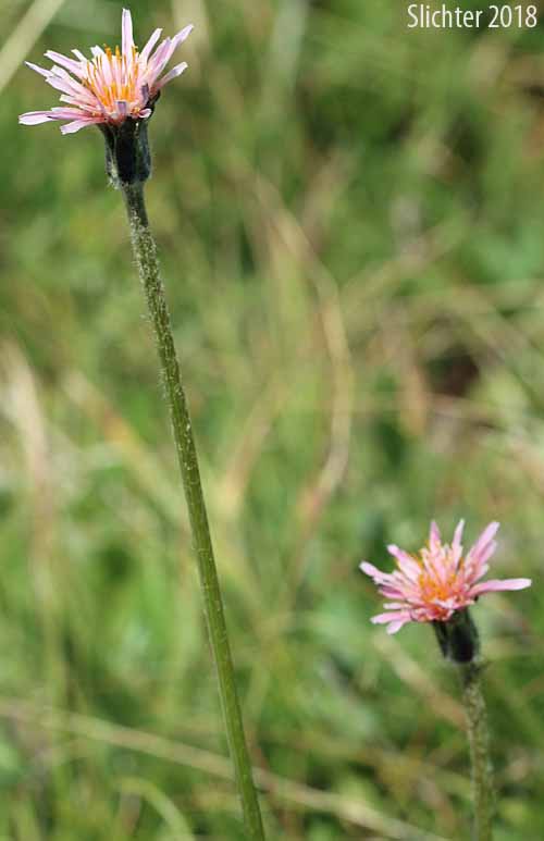 Pink Agoseris: Agoseris aurantiaca var. carnea (Synonym: Agoseris lackschewitzii)