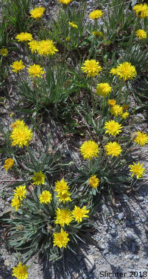 Field Agoseris, Pale Agoseris, Prairie Agoseris, Short-beaked Agoseris: Agoseris glauca var. glauca (Synonyms: Agoseris lacera, Agoseris lapathifolia, Agoseris longissima, Agoseris microdonta, Agoseris procera, Agoseris vicinalis)
