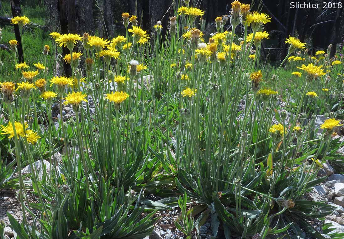 Field Agoseris, Pale Agoseris, Prairie Agoseris, Short-beaked Agoseris: Agoseris glauca var. glauca (Synonyms: Agoseris lacera, Agoseris lapathifolia, Agoseris longissima, Agoseris microdonta, Agoseris procera, Agoseris vicinalis)