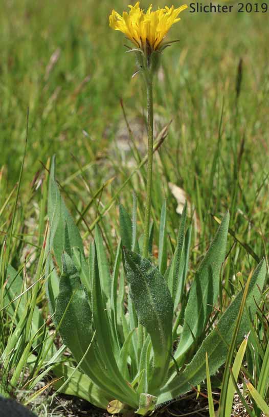 Field Agoseris, Pale Agoseris, Prairie Agoseris, Short-beaked Agoseris: Agoseris glauca var. glauca (Synonyms: Agoseris lacera, Agoseris lapathifolia, Agoseris longissima, Agoseris microdonta, Agoseris procera, Agoseris vicinalis)