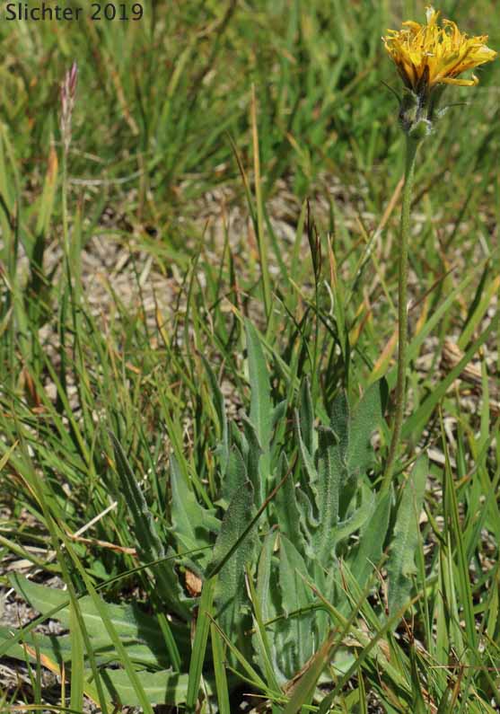 Field Agoseris, Pale Agoseris, Prairie Agoseris, Short-beaked Agoseris: Agoseris glauca var. glauca (Synonyms: Agoseris lacera, Agoseris lapathifolia, Agoseris longissima, Agoseris microdonta, Agoseris procera, Agoseris vicinalis)