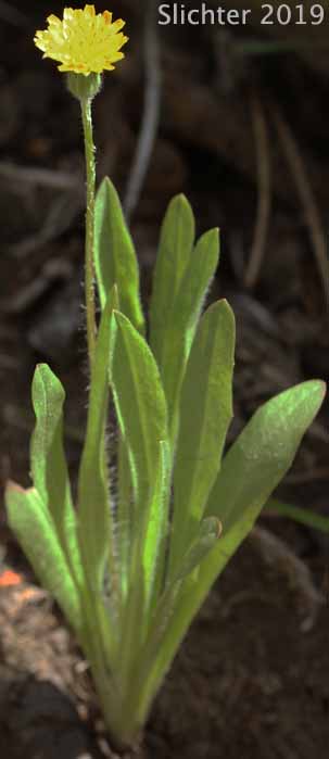Annual Agoseris: Agoseris heterophylla var. heterophylla (Synonyms: Agoseris heterophylla ssp. californica, Agoseris heterophylla ssp. heterophylla, Agoseris heterophylla ssp. normalis, Agoseris heterophylla var. crenulata, Agoseris heterophylla var. cryptopleura, Agoseris heterophylla var. kymapleura, Agoseris heterophylla var. turgida, Machrorhynchus heterophylus)