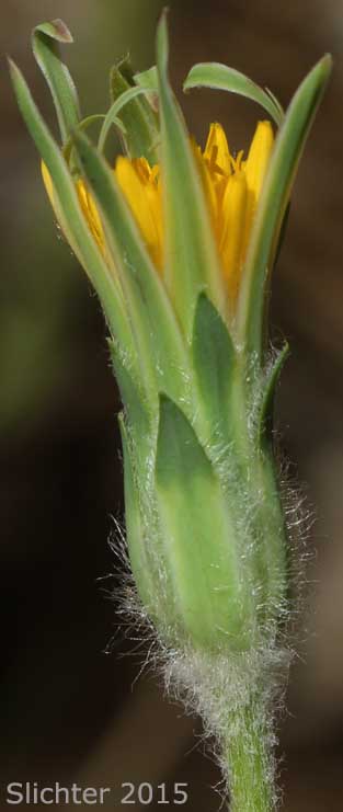 Spearleaf Agoseris, Spear-leaf Agoseris, Spear-leaf Goat-chicory, Spear-leaved Agoseris: Agoseris retrorsa (Synonyms: Macrorhynchus angustifolius, Macrorhynchus retrorsus)
