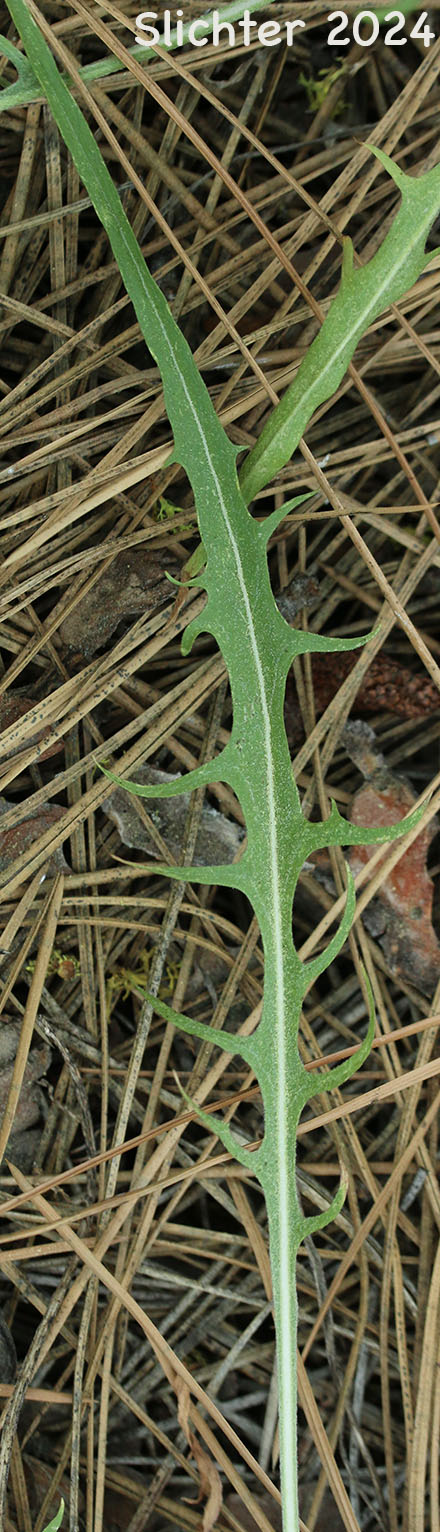 Leaf of Bearded Hawksbeard, Slender Hawksbeard: Crepis barbigera (Synonym: Crepis atribarba ssp. originalis)