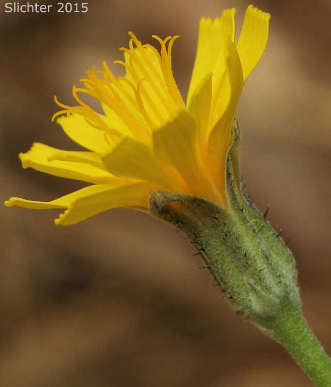 Involucral bracts of Low Hawksbeard, Modoc Hawksbeard: Crepis modocensis (Synonyms: Crepis modocensis ssp. modocensis, Crepis modocensis ssp. subacaulis, Crepis modocensis var. modocensis)
