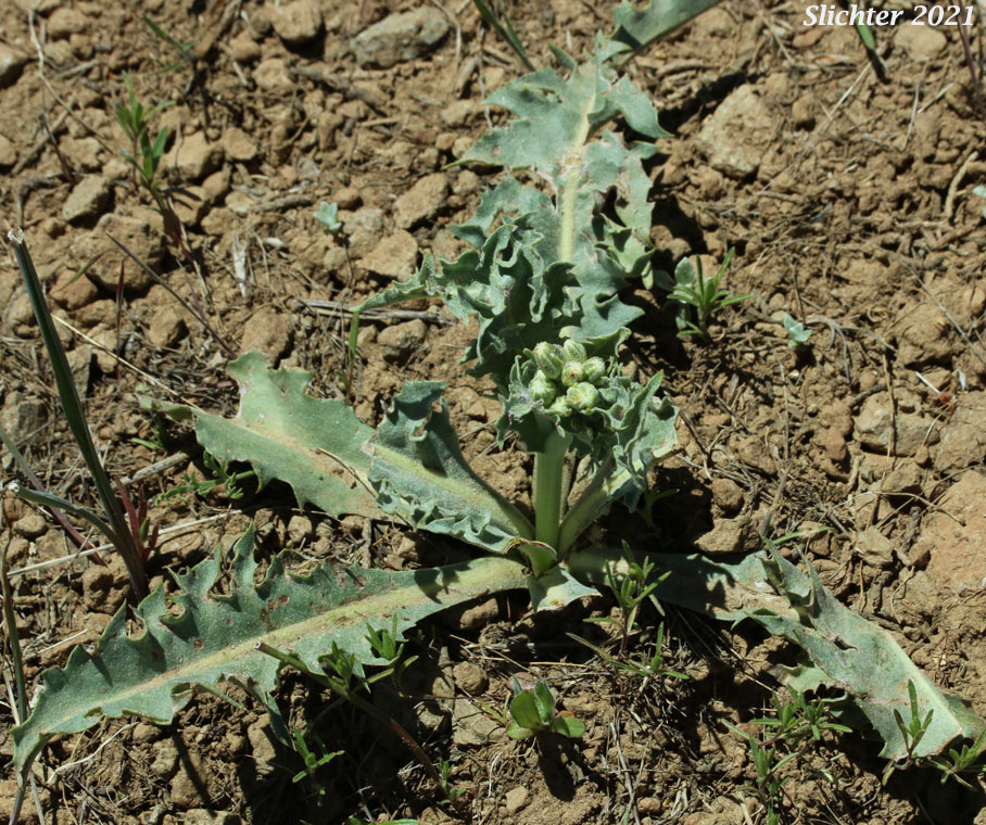Western Hawksbeard, Largeflower Hawksbeard: Crepis occidentalis (Synonyms: Crepis occidentalis ssp. conjuncta, Crepis occidentalis ssp. costata, Crepis occidentalis ssp. occidentalis, Crepis occidentalis ssp. pumila, Crepis occidentalis var. costata)