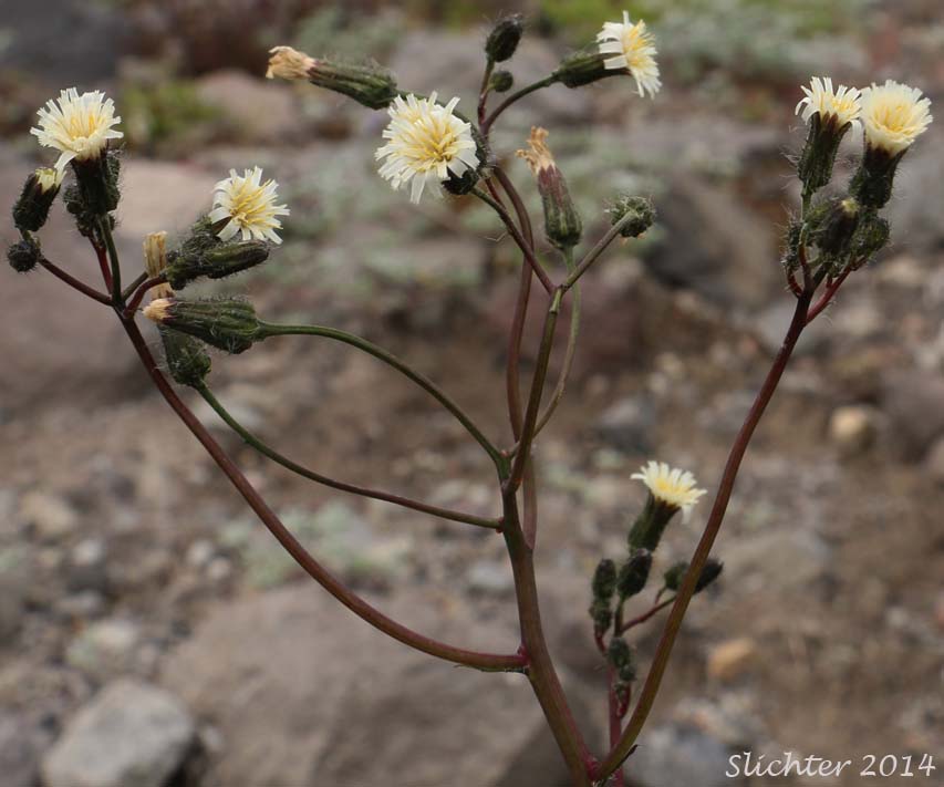 White Hawkweed, White-flowered Hawkweed: Hieracium albiflorum (Synonyms: Chlorocrepis albiflora, Hieracium helleri, Hieracium occidentale, Hieracium siskiyouense)
