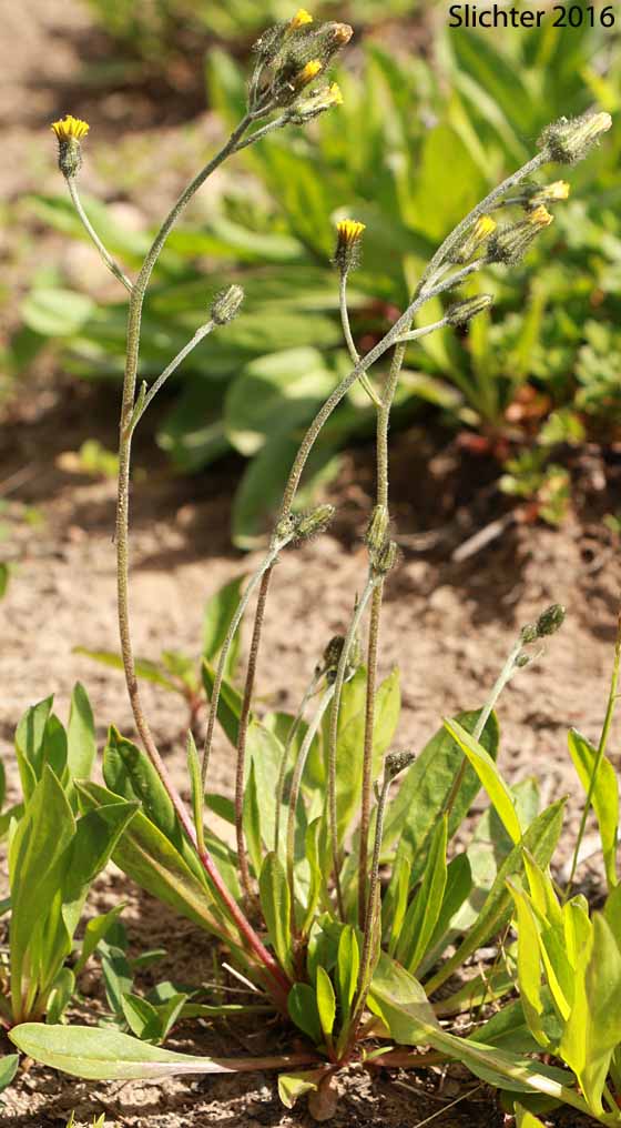 Alpine Hawkweed, Low Alpine Hawkweed, Slender Hawkweed: Hieracium triste (Synonyms: Chlorocrepis tristis ssp. gracilis, Hieracium gracile, Hieracium gracile var. densifloccosum, Hieracium gracile var. detonsum, Hieracium gracile var. gracile, Hieracium triste ssp. gracile, Hieracium triste var. gracile)