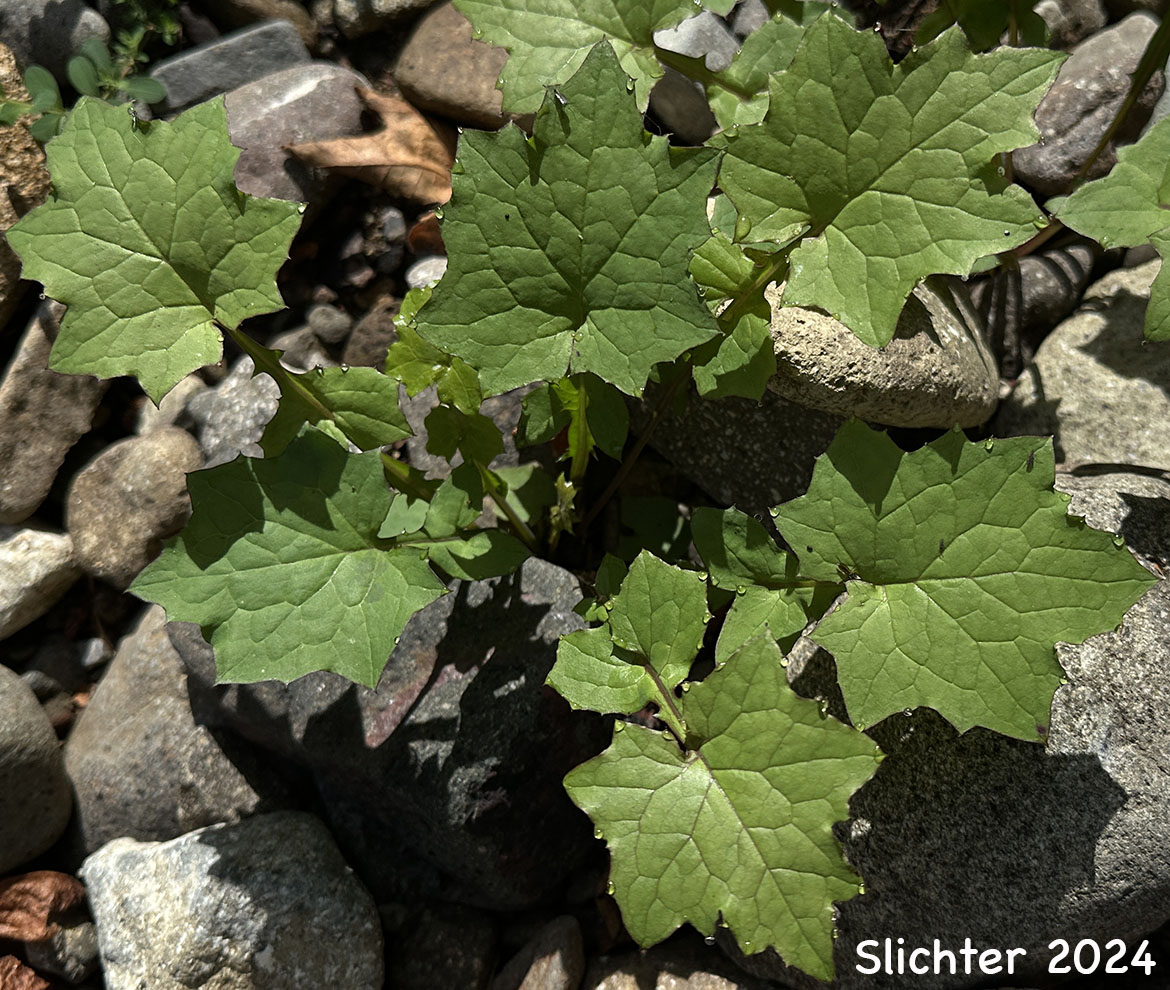 Basal or lowest stem leaves of Wall-lettuce: Mycelis muralis (Synonym: Lactuca muralis)