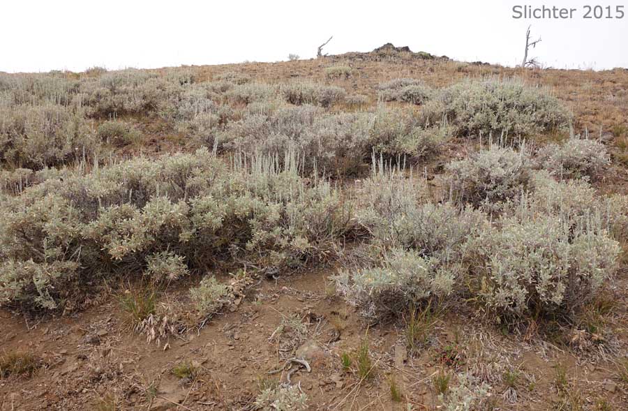 Mountain Big Sagebrush: Artemisia tridentata ssp. vaseyana (Synonym: Artemisia tridentata var. vaseyana)