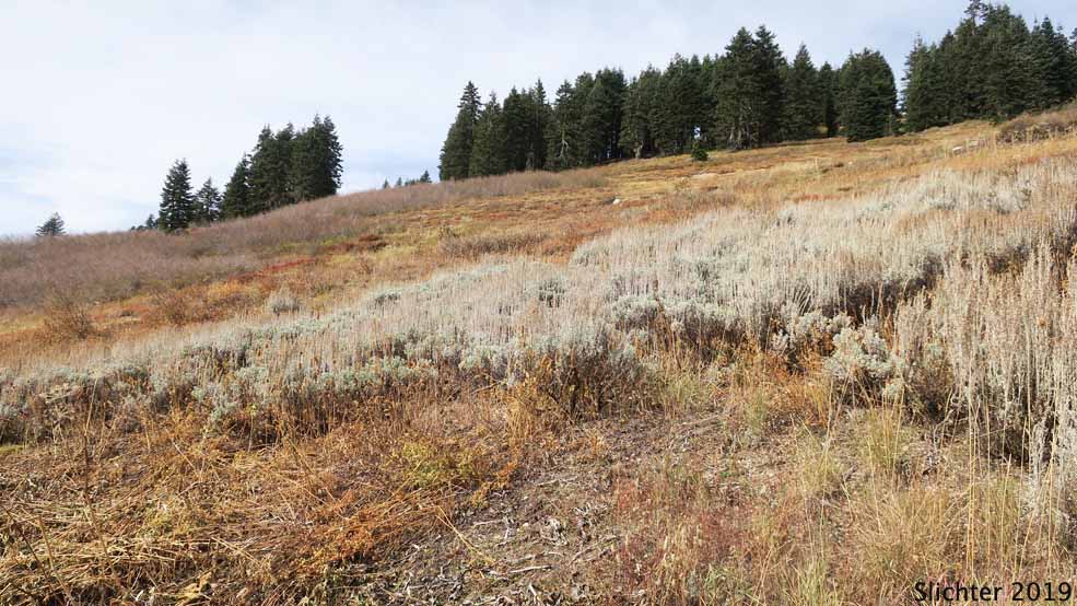 Mountain Big Sagebrush: Artemisia tridentata ssp. vaseyana (Synonym: Artemisia tridentata var. vaseyana)