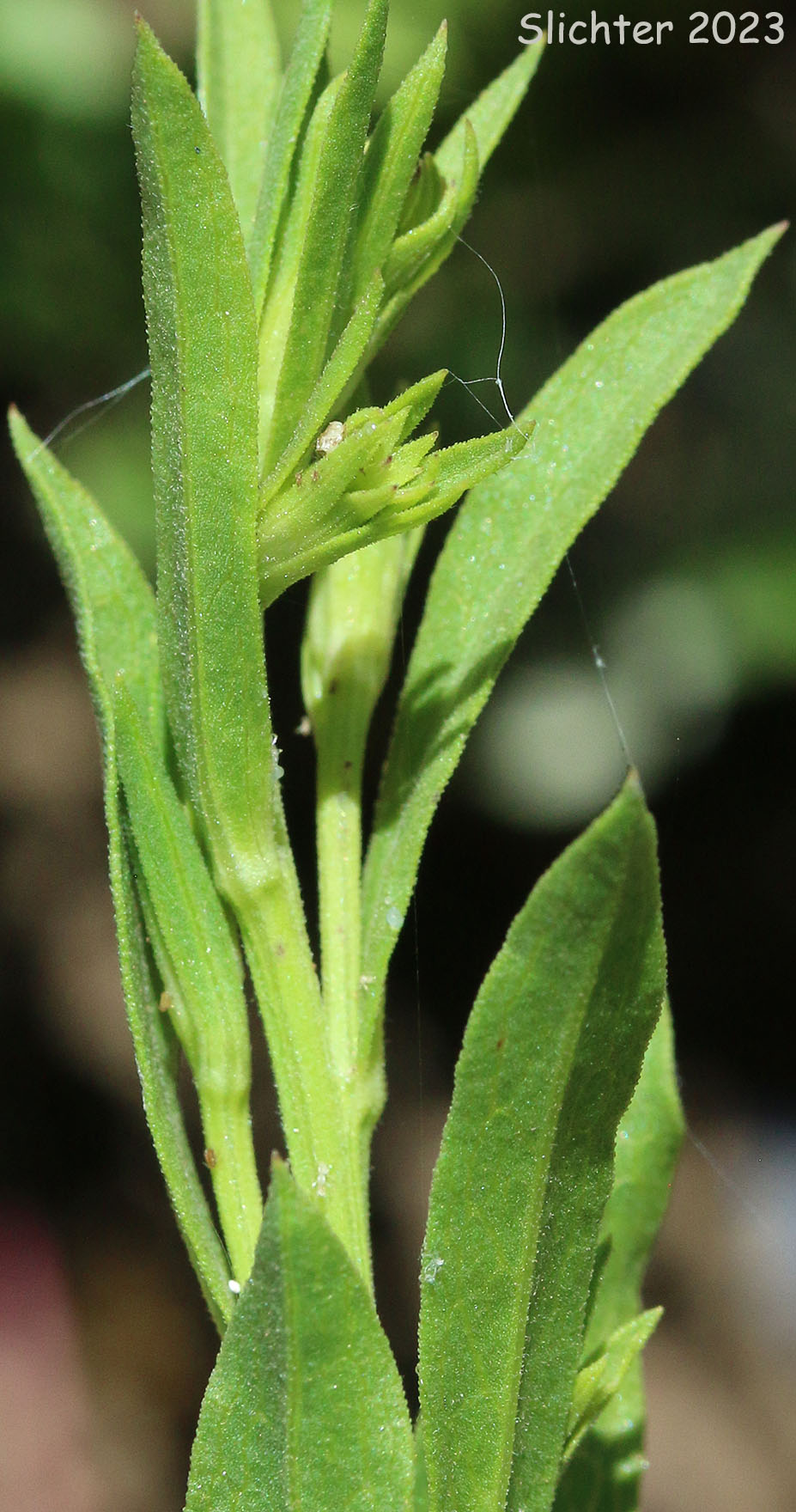 Stem leaves of Columbia River Daisy, Hall's Columbiadoria, Hall's Goldenweed: Columbiadoria hallii (Synonyms: Haplopappus hallii, Hesperodoria hallii)