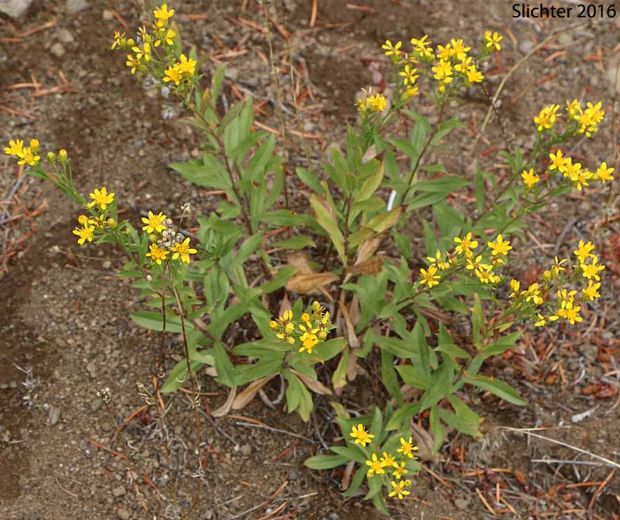 Columbia River Daisy, Hall's Columbiadoria, Hall's Goldenweed: Columbiadoria hallii (Synonyms: Haplopappus hallii, Hesperodoria hallii)