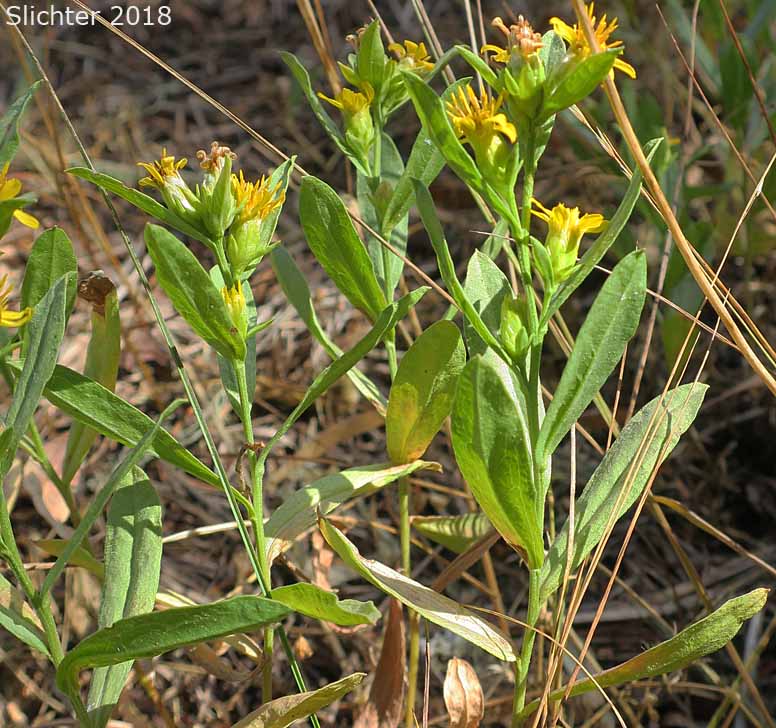 Columbia River Daisy, Hall's Columbiadoria, Hall's Goldenweed: Columbiadoria hallii (Synonyms: Haplopappus hallii, Hesperodoria hallii)