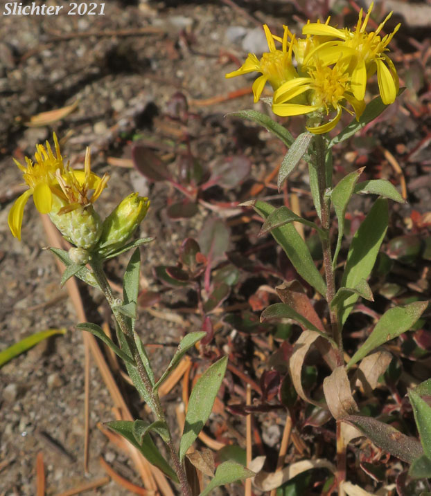 Columbia River Daisy, Hall's Columbiadoria, Hall's Goldenweed: Columbiadoria hallii (Synonyms: Haplopappus hallii, Hesperodoria hallii)