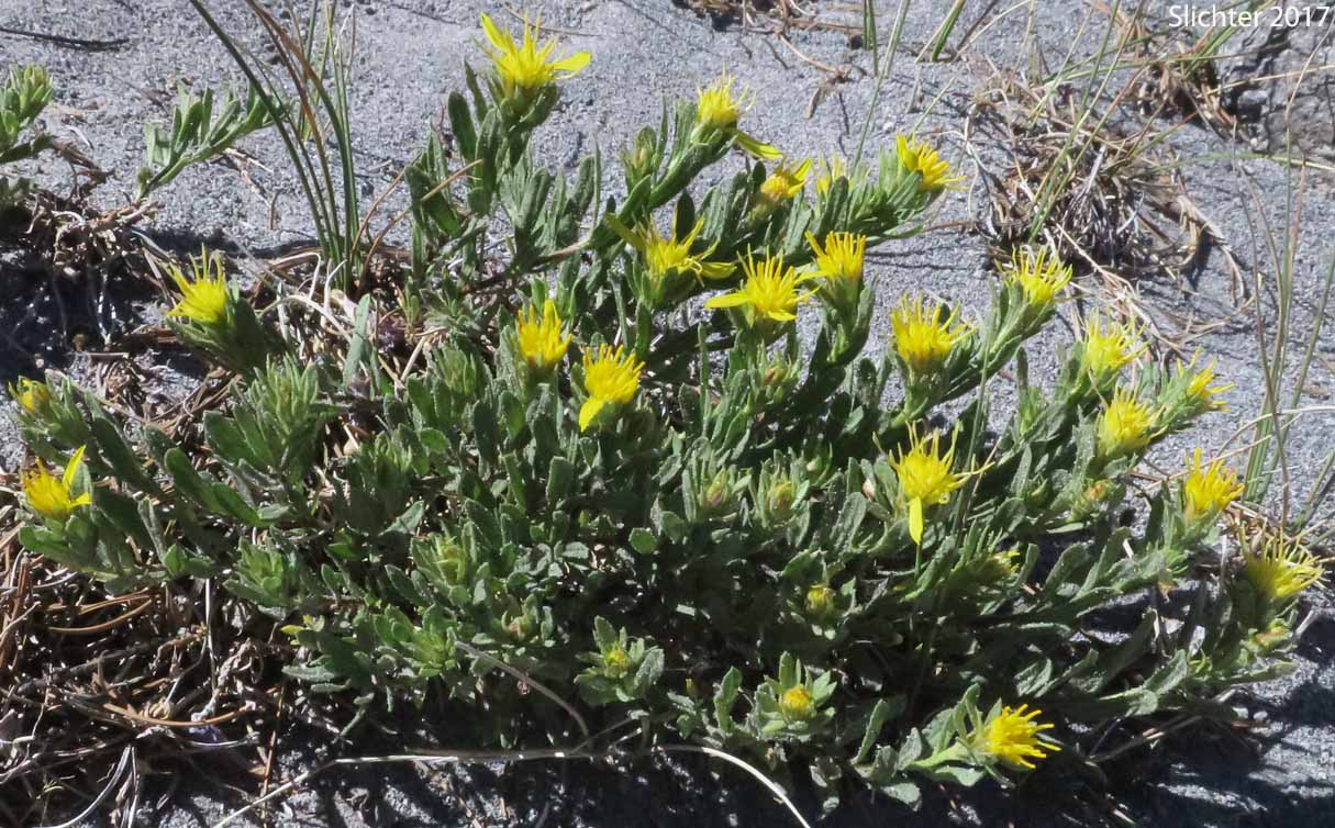 Greene's Goldenbush, Greene's Goldenweed, Greene's Heath Goldenrod: Ericameria greenei (Synonyms: Ericameria greenei ssp. mollis, Haplopappus bloomeri, Haplopappus bloomeri var. greenei, Haplopappus greenei, Haplopappus greenei var. greenei, Haplopappus greenei var. mollis, Macronema greenei)