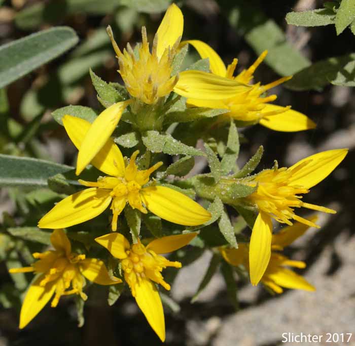Greene's Goldenbush, Greene's Goldenweed, Greene's Heath Goldenrod: Ericameria greenei (Synonyms: Ericameria greenei ssp. mollis, Haplopappus bloomeri, Haplopappus bloomeri var. greenei, Haplopappus greenei, Haplopappus greenei var. greenei, Haplopappus greenei var. mollis, Macronema greenei)