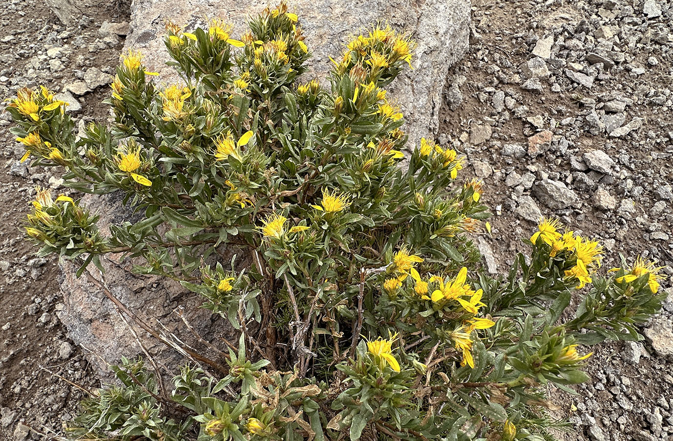 Greene's Goldenbush, Greene's Goldenweed, Greene's Heath Goldenrod: Ericameria greenei (Synonyms: Ericameria greenei ssp. mollis, Haplopappus bloomeri, Haplopappus bloomeri var. greenei, Haplopappus greenei, Haplopappus greenei var. greenei, Haplopappus greenei var. mollis, Macronema greenei)