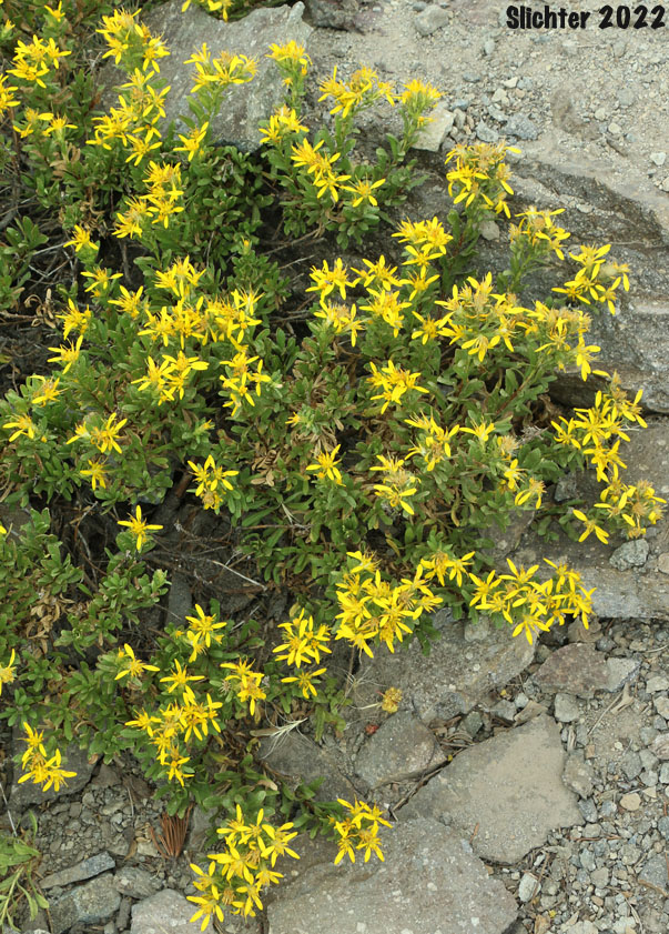 Greene's Goldenbush, Greene's Goldenweed, Greene's Heath Goldenrod: Ericameria greenei (Synonyms: Ericameria greenei ssp. mollis, Haplopappus bloomeri, Haplopappus bloomeri var. greenei, Haplopappus greenei, Haplopappus greenei var. greenei, Haplopappus greenei var. mollis, Macronema greenei)