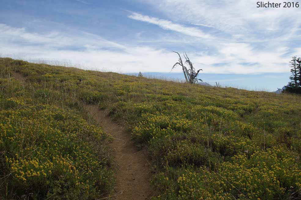Greene's Goldenbush, Greene's Goldenweed, Greene's Heath Goldenrod: Ericameria greenei (Synonyms: Ericameria greenei ssp. mollis, Haplopappus bloomeri, Haplopappus bloomeri var. greenei, Haplopappus greenei, Haplopappus greenei var. greenei, Haplopappus greenei var. mollis, Macronema greenei) blooming atop Scott Mountain, Mount Washington Wilderness........September 16, 2016.