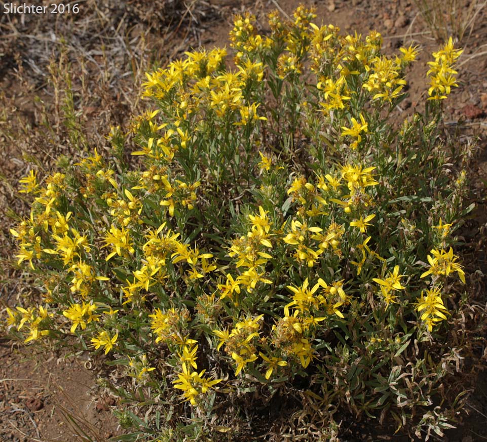 Greene's Goldenbush, Greene's Goldenweed, Greene's Heath Goldenrod: Ericameria greenei (Synonyms: Ericameria greenei ssp. mollis, Haplopappus bloomeri, Haplopappus bloomeri var. greenei, Haplopappus greenei, Haplopappus greenei var. greenei, Haplopappus greenei var. mollis, Macronema greenei)
