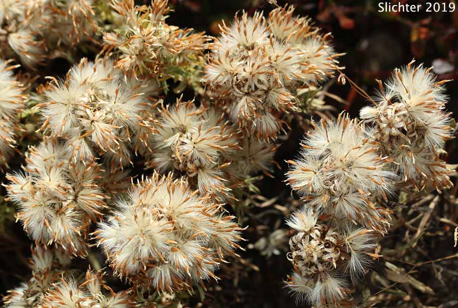 Seed heads of Greene's Goldenbush, Greene's Goldenweed, Greene's Heath Goldenrod: Ericameria greenei (Synonyms: Ericameria greenei ssp. mollis, Haplopappus bloomeri, Haplopappus bloomeri var. greenei, Haplopappus greenei, Haplopappus greenei var. greenei, Haplopappus greenei var. mollis, Macronema greenei)