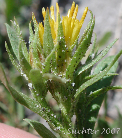 Greene's Goldenbush, Greene's Goldenweed, Greene's Heath Goldenrod: Ericameria greenei (Synonyms: Ericameria greenei ssp. mollis, Haplopappus bloomeri, Haplopappus bloomeri var. greenei, Haplopappus greenei, Haplopappus greenei var. greenei, Haplopappus greenei var. mollis, Macronema greenei)