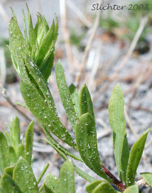 Stem leaves of Greene's Goldenbush, Greene's Goldenweed, Greene's Heath Goldenrod: Ericameria greenei (Synonyms: Ericameria greenei ssp. mollis, Haplopappus bloomeri, Haplopappus bloomeri var. greenei, Haplopappus greenei, Haplopappus greenei var. greenei, Haplopappus greenei var. mollis, Macronema greenei)