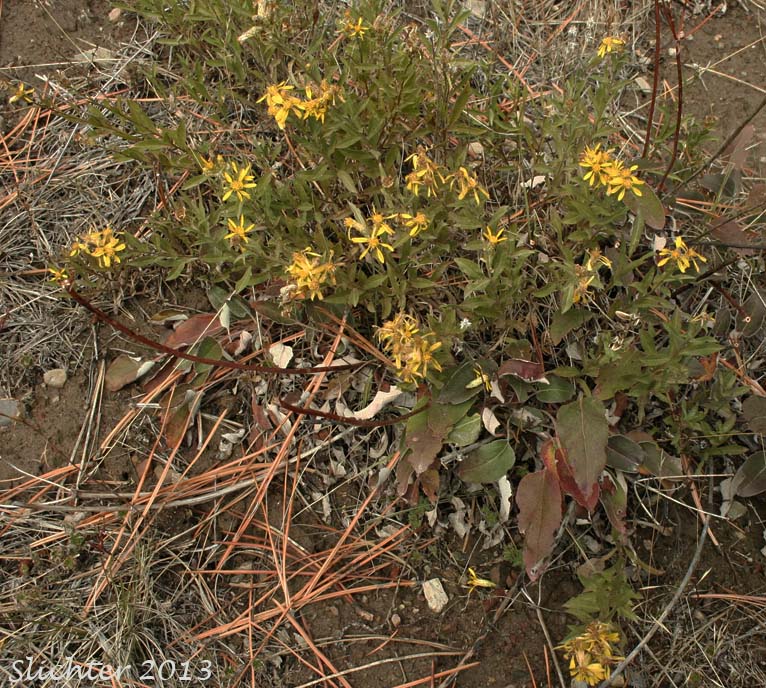 Greene's Goldenbush, Greene's Goldenweed, Greene's Heath Goldenrod: Ericameria greenei (Synonyms: Ericameria greenei ssp. mollis, Haplopappus bloomeri, Haplopappus bloomeri var. greenei, Haplopappus greenei, Haplopappus greenei var. greenei, Haplopappus greenei var. mollis, Macronema greenei)