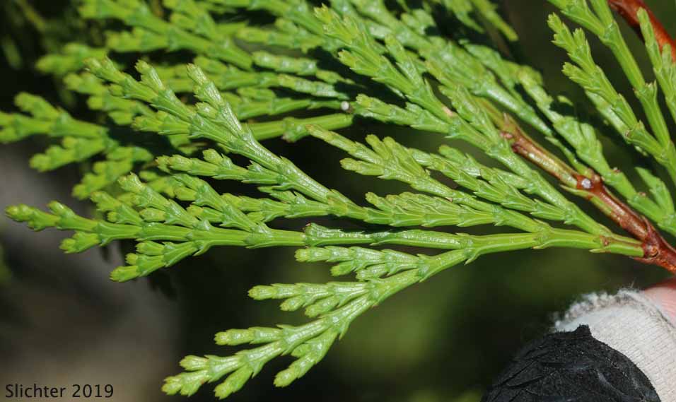 Incense Cedar: Calocedrus decurrens (Synonym: Libocedrus decurrens)