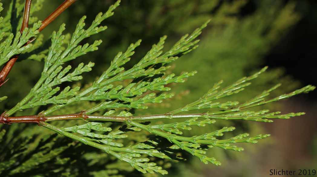 Incense Cedar: Calocedrus decurrens (Synonym: Libocedrus decurrens)