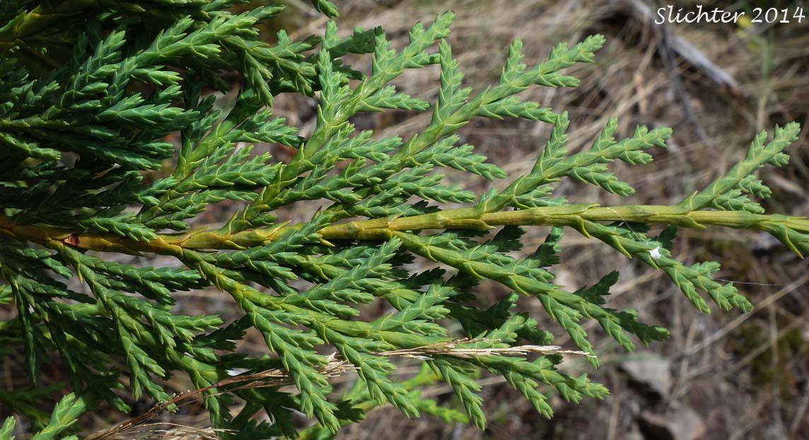 Alaska Cedar, Alaska Yellow Cedar, Nootka Cedar, Nootka Cypress, Sitka Cedar, Sitka Cypress: Callitropsis nootkatensis (Synonyms: Chamaecyparis nootkatensis, Cupressus nootkatensis)