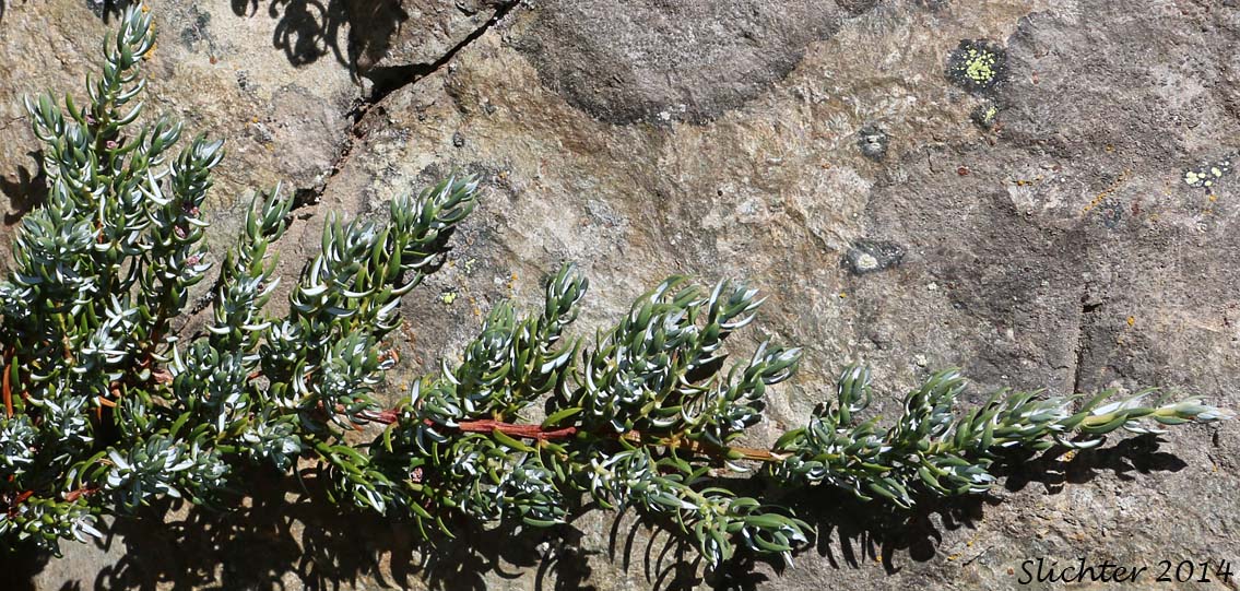 Common Juniper: Juniperus communis var. saxatilis (Synonyms: Juniperus alpina, Juniperus communis ssp. alpina, Juniperus communis ssp. jackii, Juniperus communis ssp. montana, Juniperus communis ssp. nana, Juniperus communis ssp. saxatilis, Juniperus communis var. alpina, Juniperus communis var. jackii, Juniperus communis var. montana, Juniperus communis var. sibirica, Juniperus nana, Juniperus sibirica)